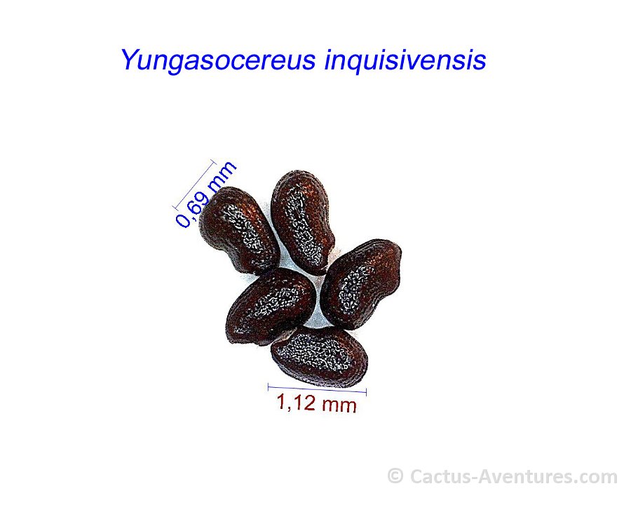 Yungasocereus inquisivensis JM